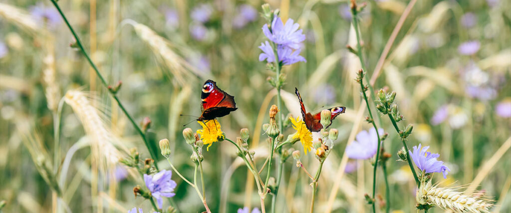 Feld mit Schmetterlingen - RNI Erhaltung Biodiversität